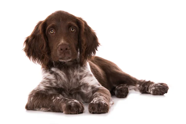 Kleiner Münsterländer Welpe Isoliert Auf Weiß — Stockfoto