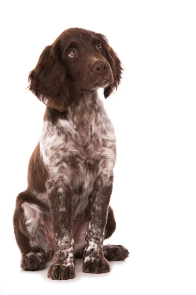 Kleiner Münsterländer Welpe Isoliert Auf Weiß — Stockfoto