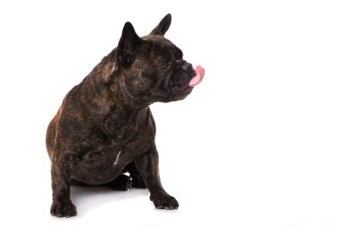 Fransız bulldog beyaz arka planda izole