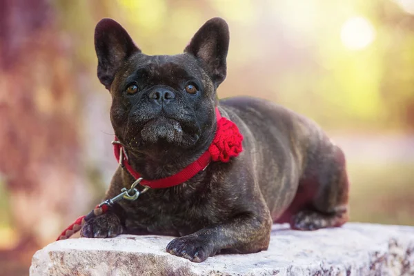 French Bulldog Nature Background — Stock Photo, Image