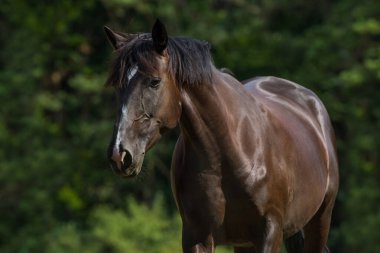 Çayırdaki sıcak kanlı at. 
