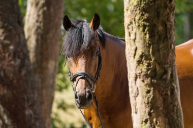 Sıcakkanlı bir atın portresi