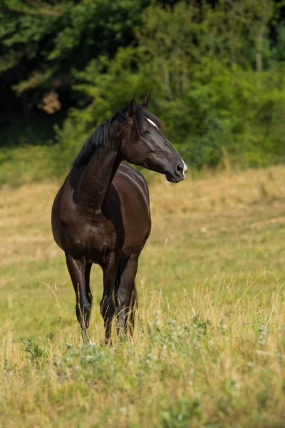 Warmblood Horse Pasture — Stock Photo, Image