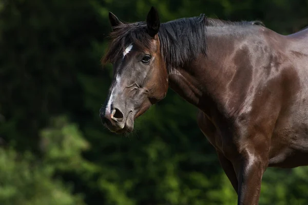 Warmblood Horse Pasture — Stock Photo, Image