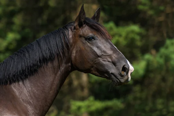 Ciepły Koń Pastwisku — Zdjęcie stockowe