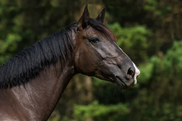 Varm Blodshäst Fäladen — Stockfoto