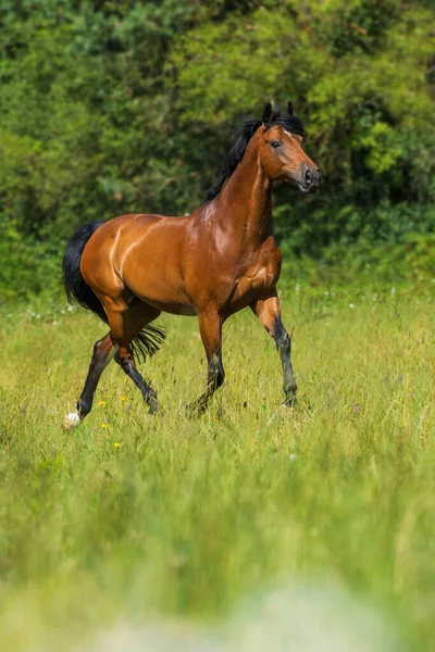 Warmblood Horse Pasture — Stock Photo, Image