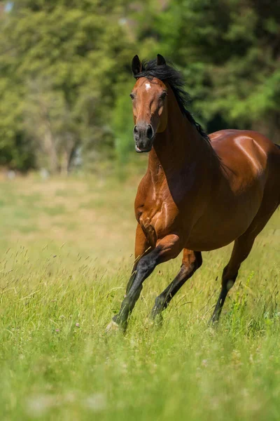 牧草地の温血馬 — ストック写真