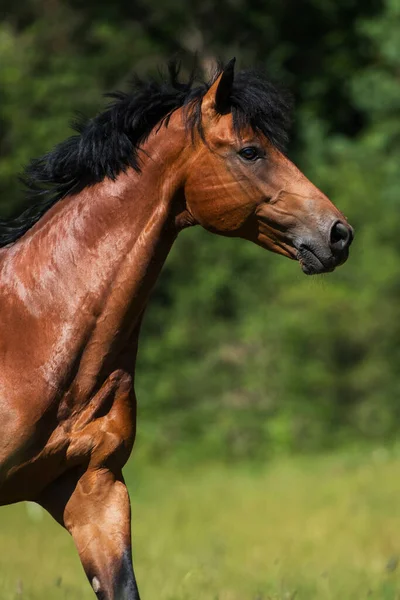 牧草地の温血馬 — ストック写真