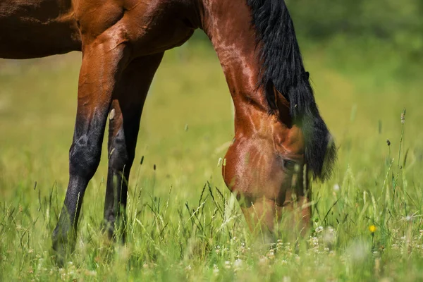 Warmblood Horse Pasture — Stock Photo, Image