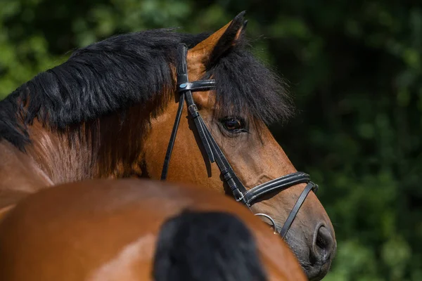 Portret Ciepłokrwistego Konia — Zdjęcie stockowe