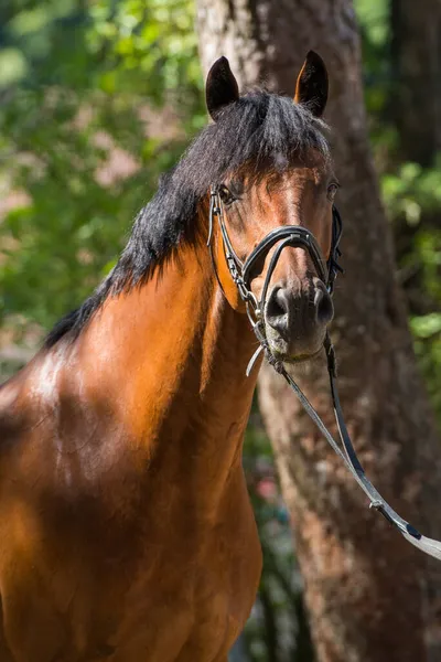 Porträtt Varmblodig Häst — Stockfoto