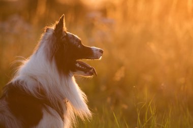 Akşam güneşinde Border collie dog