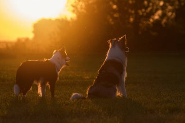 Akşam güneşinde iki çoban köpeği.