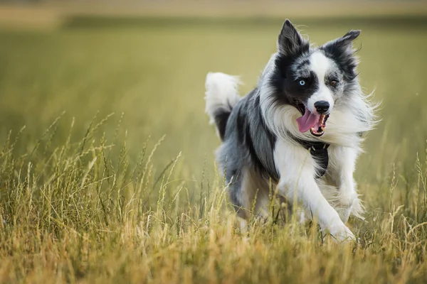 Frontera Collie Perro Prado —  Fotos de Stock