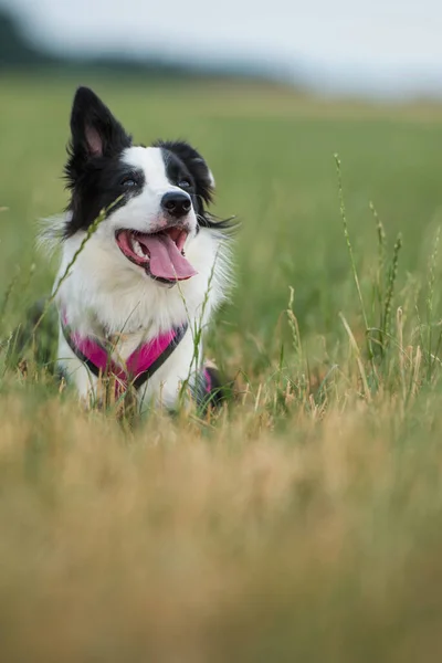 Cão Collie Fronteira Uma Coleira — Fotografia de Stock