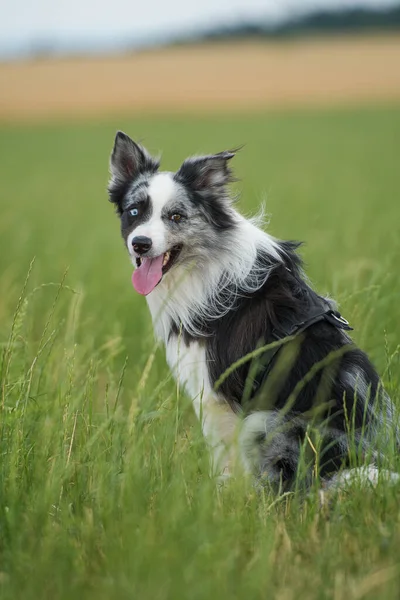 Border Collie Hund Auf Einer Wiese — Stockfoto