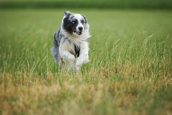 牧草地にいるコリー ドッグと — ストック写真