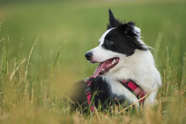 Border Collie Hund Auf Einer Wiese — Stockfoto