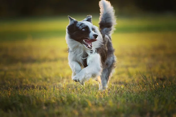Przygraniczny Pies Collie Łące — Zdjęcie stockowe