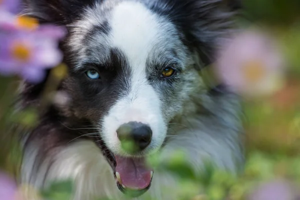 秋のアネモネの間のボーダーコリー犬 — ストック写真