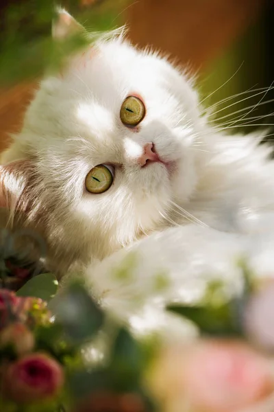 Roztomilá Kočka Ležící Balkoně — Stock fotografie