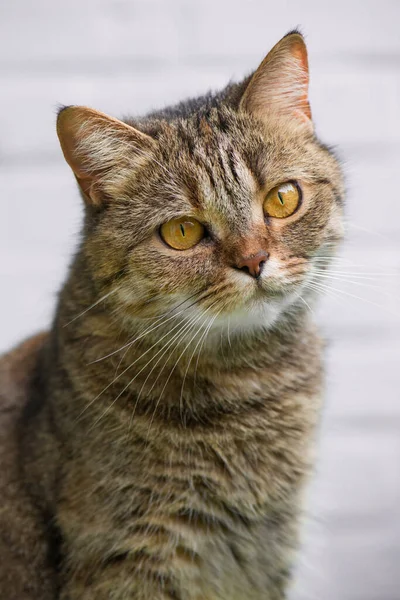 Roztomilý Kočka Sedí Balkóně — Stock fotografie