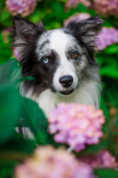 Border Collie Pies Między Kwiatami — Zdjęcie stockowe