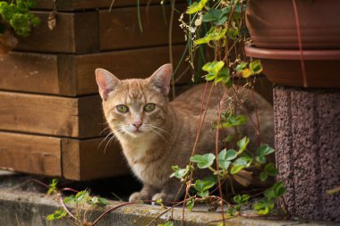 Bahçedeki evcil kedi