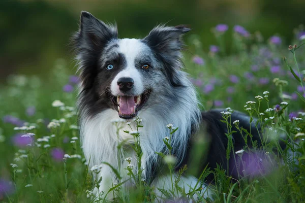 Confine Cane Collie Prato Fiori Estivi — Foto Stock