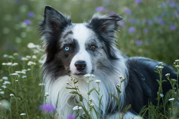 Συνοριακό Σκυλί Collie Ένα Καλοκαιρινό Λιβάδι Λουλουδιών — Φωτογραφία Αρχείου