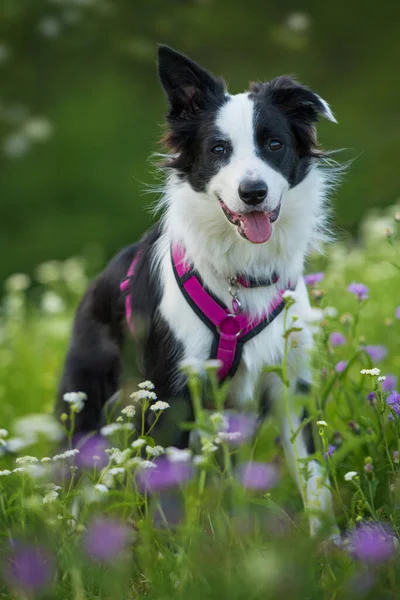 Çiçek tarlasında Collie 'nin köpeği