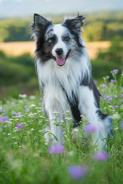 夏の花の牧草地でボーダーコリー犬 — ストック写真