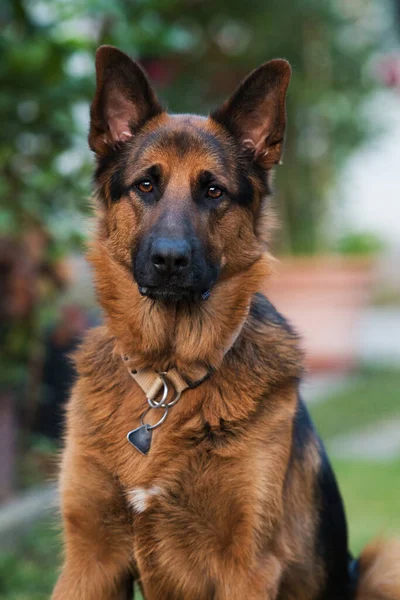 Alman Çoban Köpeği Bahçede Oturuyor — Stok fotoğraf