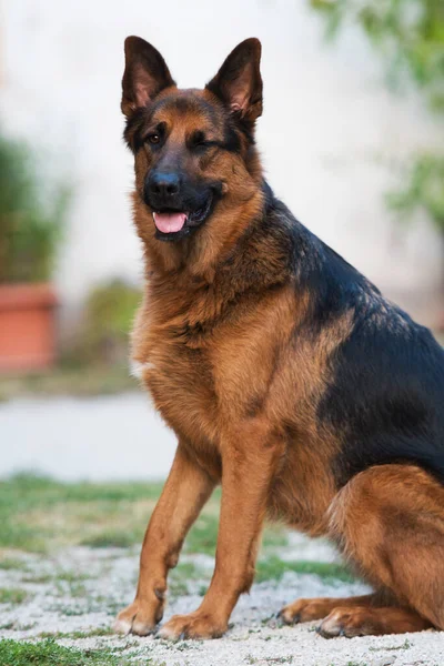 Perro Pastor Alemán Sentado Jardín —  Fotos de Stock