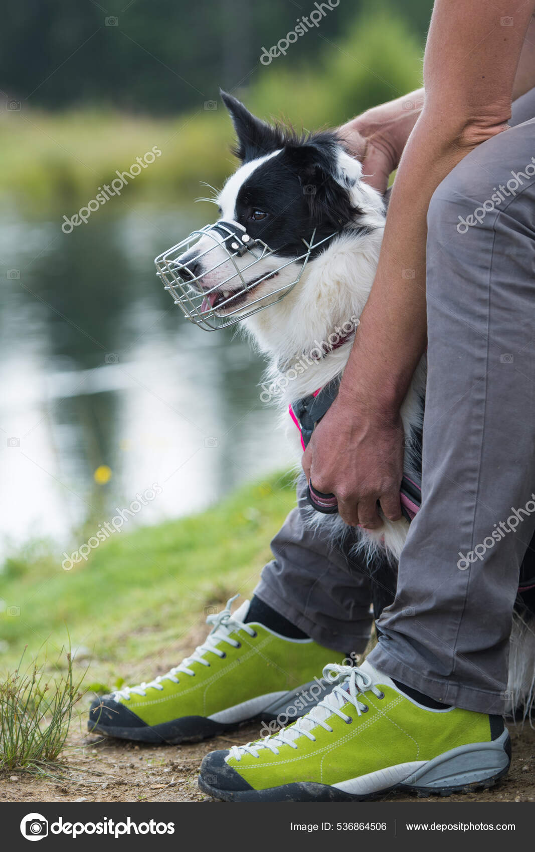 Dog muzzle top for border collie