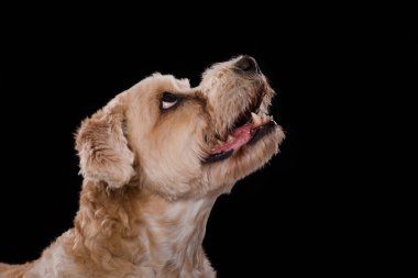 Melez köpek siyah arka planda izole edilmiş.