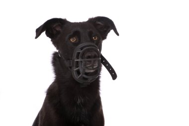 Ağızlıklı melez köpek beyaz arka planda izole edilmiş.