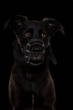 Melez köpek siyah arka planda izole edilmiş.