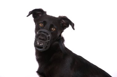 Ağızlıklı melez köpek beyaz arka planda izole edilmiş.