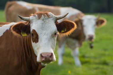 Yaz otlağında inek