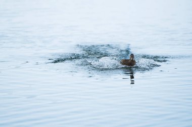 bir göl üzerinde ördek