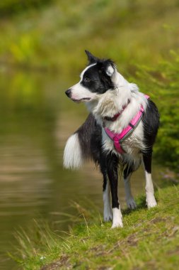 Göldeki Border collie köpeği