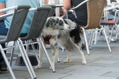 # Kaldırımdaki kafede köpekle # 