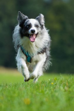 Collie sınır köpeği doğa arka planında