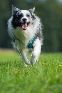Collie sınır köpeği doğa arka planında