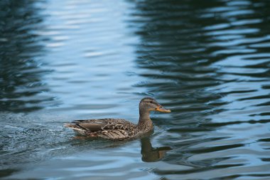 bir göl üzerinde ördek