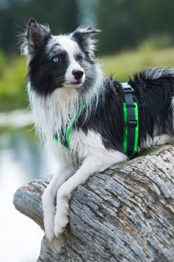 Göldeki Border collie köpeği