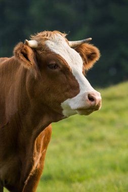 Yaz otlağında inek