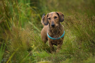 Çayırda duran Dachshund.